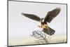 Laguna Atascosa Nwr, Texas. Aplomado Falcon Landing on Yucca-Larry Ditto-Mounted Photographic Print