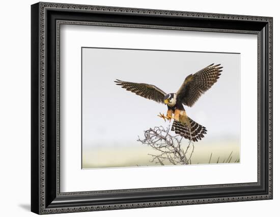 Laguna Atascosa Nwr, Texas. Aplomado Falcon Landing on Yucca-Larry Ditto-Framed Photographic Print