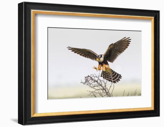 Laguna Atascosa Nwr, Texas. Aplomado Falcon Landing on Yucca-Larry Ditto-Framed Photographic Print