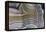 Laguna Banded Agate, Quartzsite, AZ-Darrell Gulin-Framed Premier Image Canvas