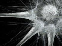 Nerve Cell, Abstract Artwork-Laguna Design-Photographic Print