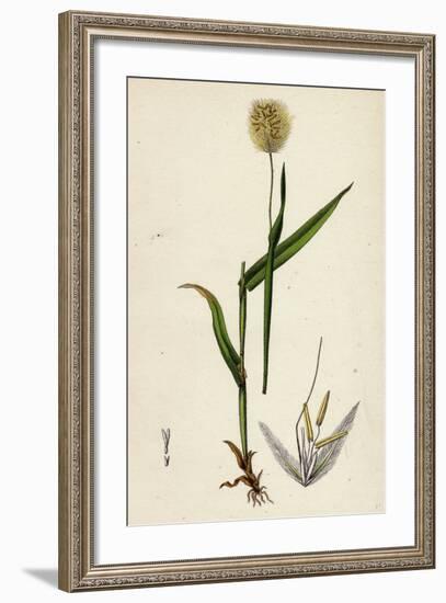 Lagurus Ovatus Ovate Hare'S-Tail-Grass-null-Framed Giclee Print