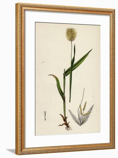 Lagurus Ovatus Ovate Hare'S-Tail-Grass-null-Framed Giclee Print