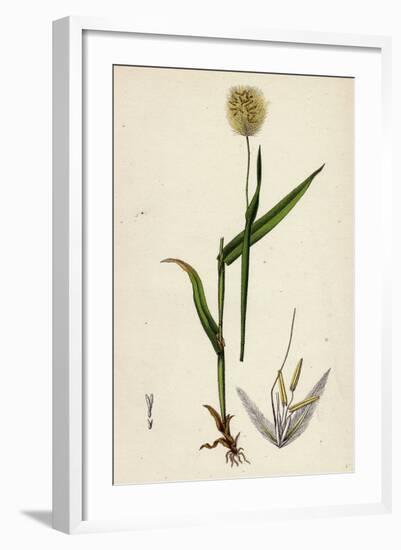 Lagurus Ovatus Ovate Hare'S-Tail-Grass-null-Framed Giclee Print