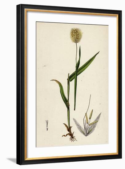 Lagurus Ovatus Ovate Hare'S-Tail-Grass-null-Framed Giclee Print