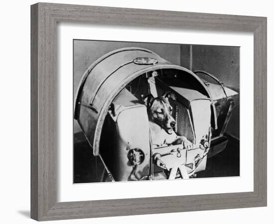 Laika, Russian Cosmonaut Dog, 1957-null-Framed Giclee Print