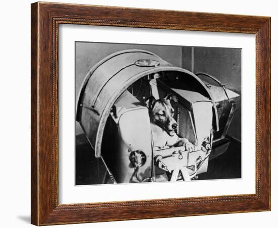 Laika, Russian Cosmonaut Dog, 1957-null-Framed Giclee Print