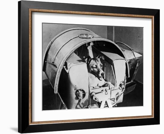 Laika, Russian Cosmonaut Dog, 1957-null-Framed Giclee Print