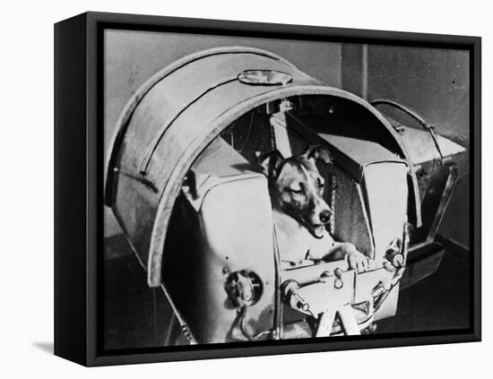 Laika, Russian Cosmonaut Dog, 1957-null-Framed Premier Image Canvas