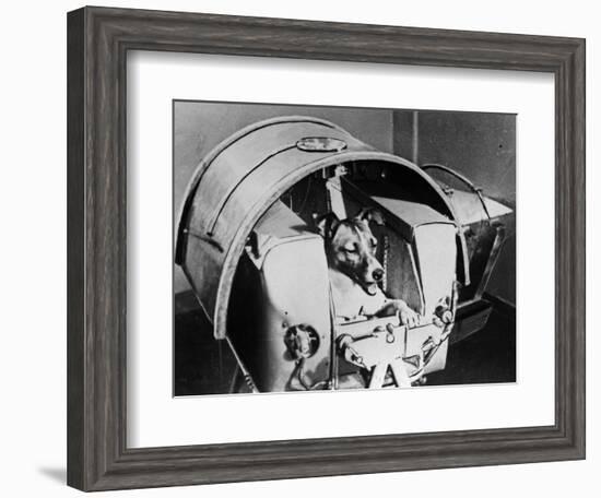 Laika, Russian Cosmonaut Dog, 1957-null-Framed Giclee Print