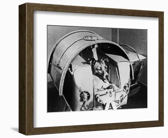 Laika, Russian Cosmonaut Dog, 1957-null-Framed Giclee Print