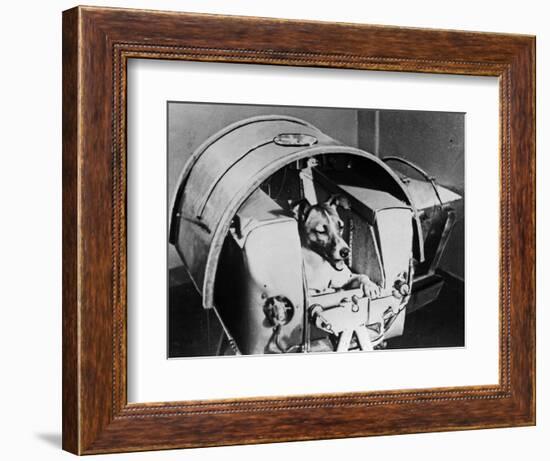 Laika, Russian Cosmonaut Dog, 1957-null-Framed Giclee Print