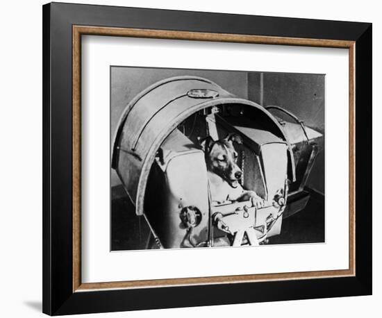 Laika, Russian Cosmonaut Dog, 1957-null-Framed Giclee Print