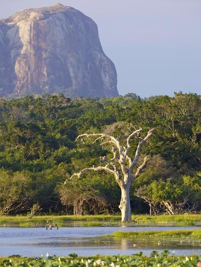 Lake And View Of Elephant Rock In Late Afternoon Yala National Park Sri Lanka Asia Photographic Print Peter Barritt Art Com Lake And View Of Elephant Rock In Late Afternoon Yala National Park Sri Lanka Asia Photographic Print Peter Barritt Art Com