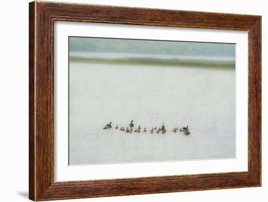 Lake Genre - Ducks-Mike Toy-Framed Giclee Print