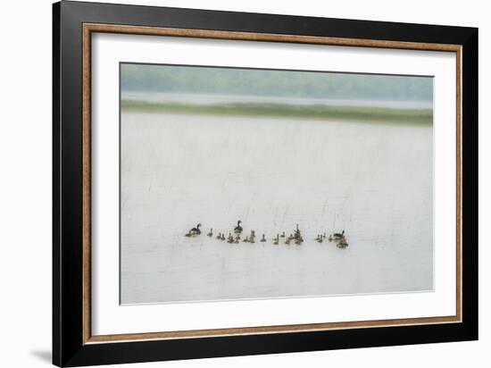 Lake Genre - Ducks-Mike Toy-Framed Giclee Print