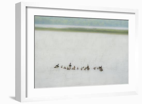 Lake Genre - Ducks-Mike Toy-Framed Giclee Print