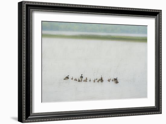 Lake Genre - Ducks-Mike Toy-Framed Giclee Print