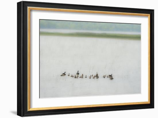 Lake Genre - Ducks-Mike Toy-Framed Giclee Print