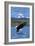 Lake George, New York - Eagle Fishing-Lantern Press-Framed Art Print