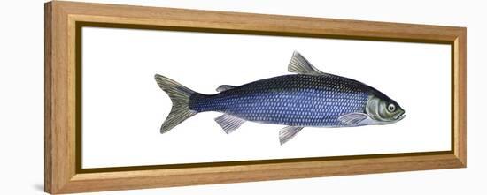 Lake Herring (Coregonus Artedi), Fishes-Encyclopaedia Britannica-Framed Stretched Canvas