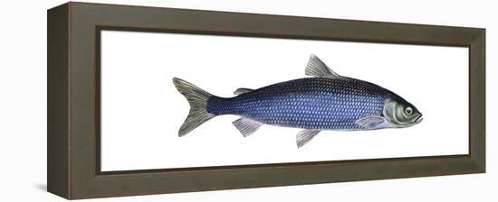 Lake Herring (Coregonus Artedi), Fishes-Encyclopaedia Britannica-Framed Stretched Canvas