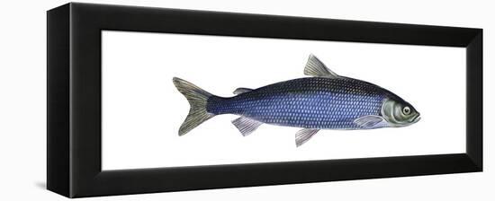 Lake Herring (Coregonus Artedi), Fishes-Encyclopaedia Britannica-Framed Stretched Canvas