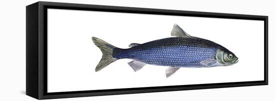 Lake Herring (Coregonus Artedi), Fishes-Encyclopaedia Britannica-Framed Stretched Canvas