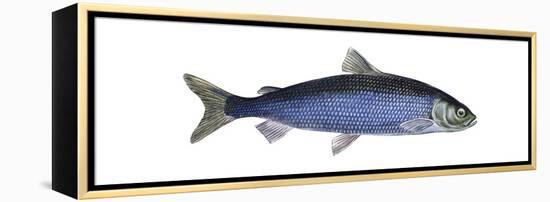 Lake Herring (Coregonus Artedi), Fishes-Encyclopaedia Britannica-Framed Stretched Canvas