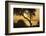 Lake Ichkeul, National Park of Ichkeul, Bizerte Province, Tunisia, North Africa-Nico Tondini-Framed Photographic Print