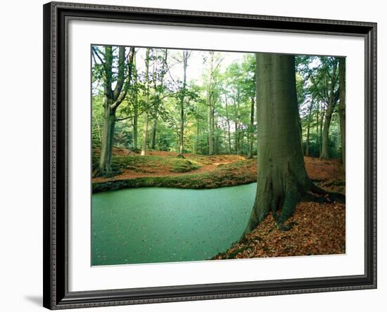 Lake in a Wood-null-Framed Photographic Print