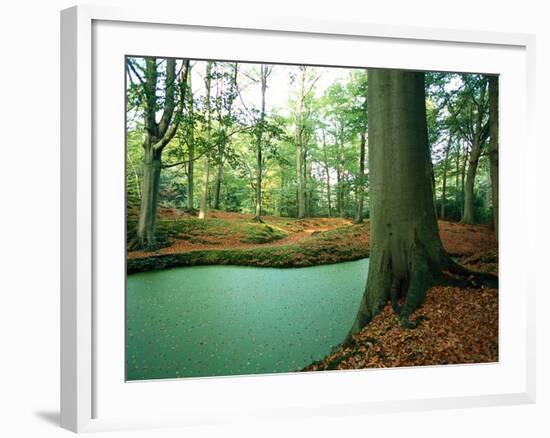 Lake in a Wood-null-Framed Photographic Print