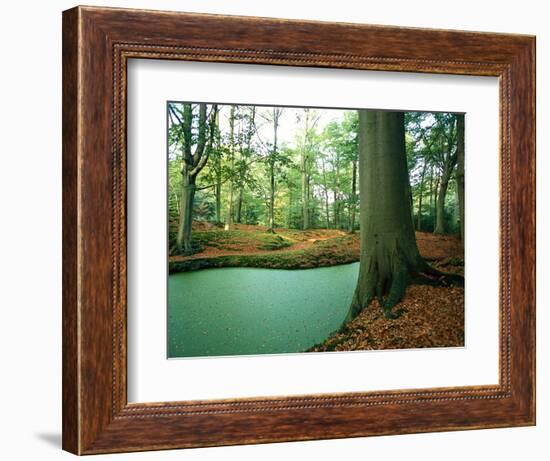 Lake in a Wood-null-Framed Photographic Print