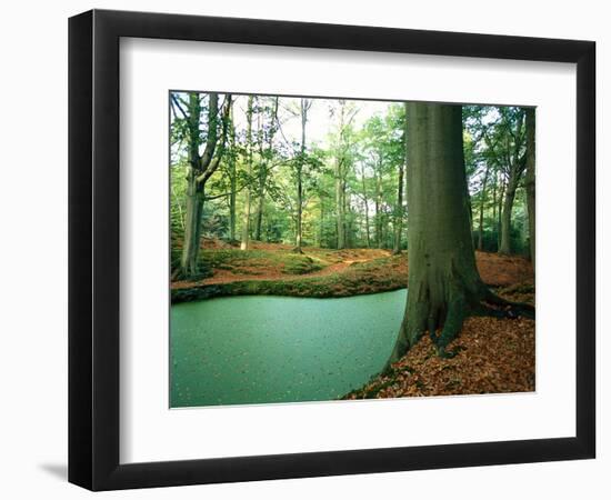 Lake in a Wood-null-Framed Photographic Print