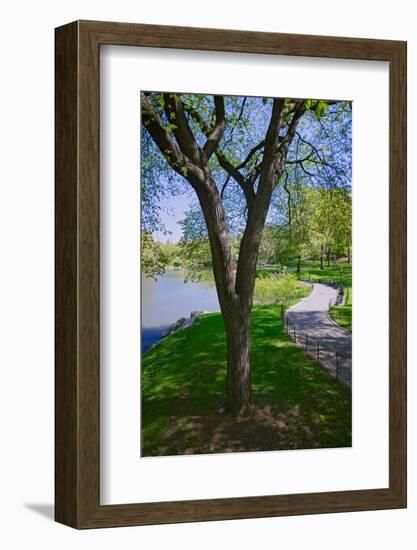 Lake in Central Park in the Spring, New York City, New York-null-Framed Photographic Print