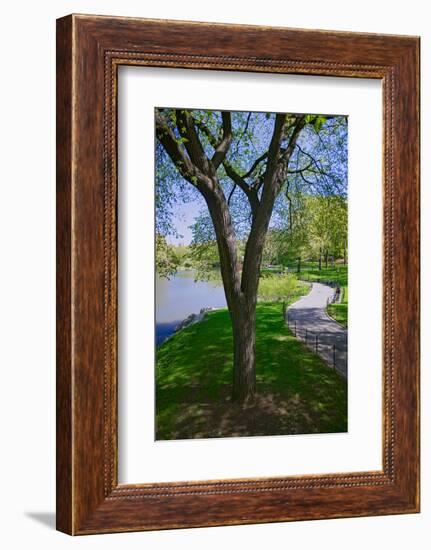 Lake in Central Park in the Spring, New York City, New York-null-Framed Photographic Print