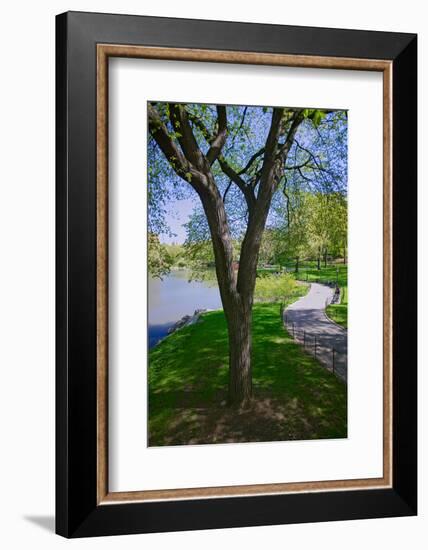 Lake in Central Park in the Spring, New York City, New York-null-Framed Photographic Print