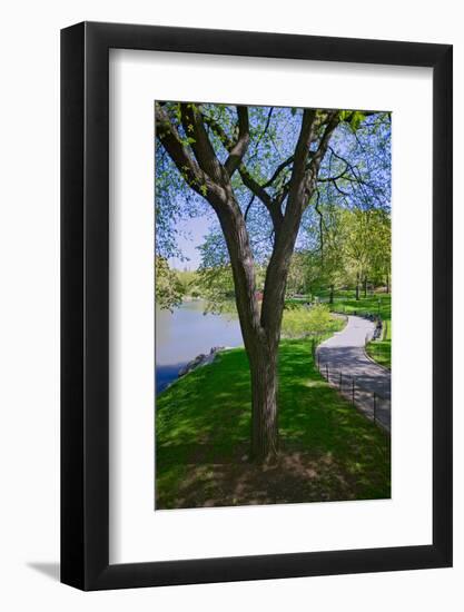 Lake in Central Park in the Spring, New York City, New York-null-Framed Photographic Print