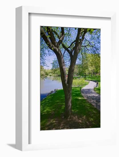 Lake in Central Park in the Spring, New York City, New York-null-Framed Photographic Print