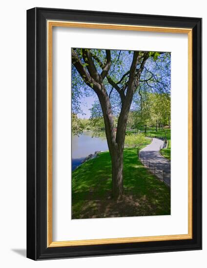 Lake in Central Park in the Spring, New York City, New York-null-Framed Photographic Print