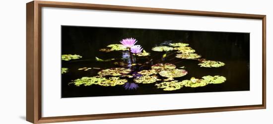 Lake Lilies I-Alan Hausenflock-Framed Art Print