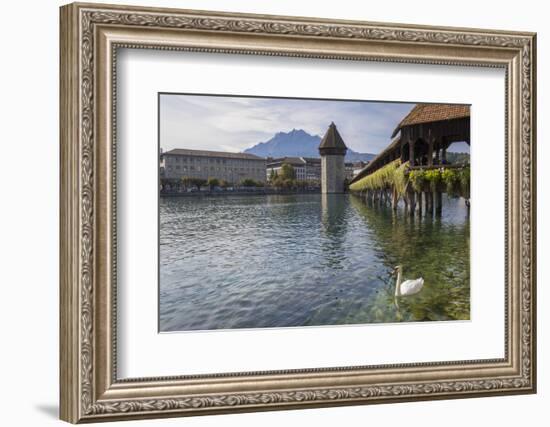 Lake Lucerne, Switzerland. Famous walking bridge and swans in river during the fall season.-Michele Niles-Framed Photographic Print