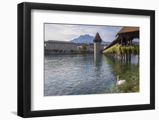 Lake Lucerne, Switzerland. Famous walking bridge and swans in river during the fall season.-Michele Niles-Framed Photographic Print