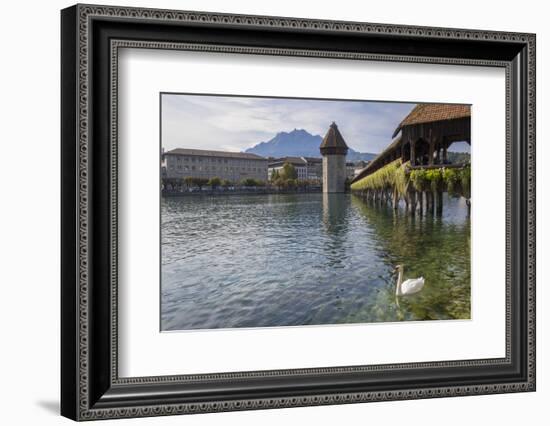 Lake Lucerne, Switzerland. Famous walking bridge and swans in river during the fall season.-Michele Niles-Framed Photographic Print