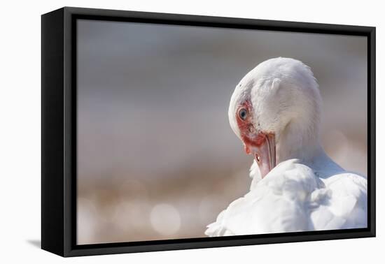 Lake Malawi duck, Lake Malawi, Malawi, Africa-Ashley Morgan-Framed Premier Image Canvas