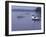 Lake Massabesio Manchester, New Hampshire, USA-null-Framed Photographic Print