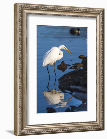 Lake Murray. San Diego, California. a Great Egret Prowling the Shore-Michael Qualls-Framed Photographic Print