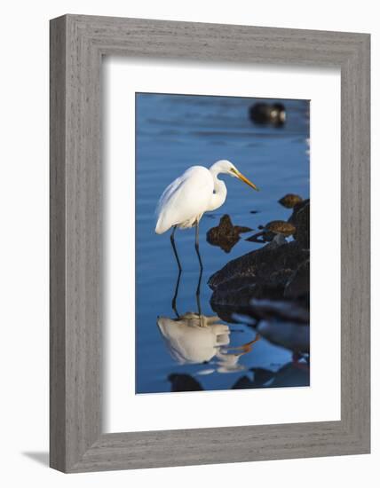 Lake Murray. San Diego, California. a Great Egret Prowling the Shore-Michael Qualls-Framed Photographic Print