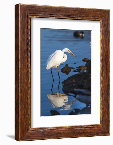 Lake Murray. San Diego, California. a Great Egret Prowling the Shore-Michael Qualls-Framed Photographic Print