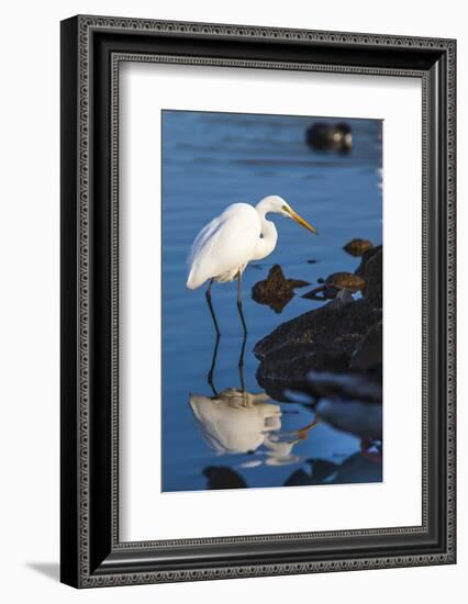 Lake Murray. San Diego, California. a Great Egret Prowling the Shore-Michael Qualls-Framed Photographic Print